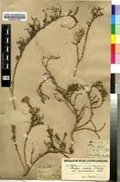 Image result for Pentzia incana