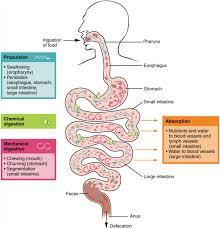 Digestive System Processes And Regulation Anatomy And