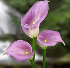Pin By Lara Hixson On J N Wedding Board Calla Lily Wedding Flowers Purple Calla Lilies Calla Lily