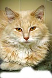 # #kittens #kittens for adoption #adoption #kittens for sale #my hearts breaking. Cat For Adoption Orlando A Domestic Long Hair Mix In Waverly Ia Petfinder