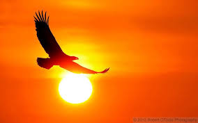 Sunset Birds Flying In The Sky Painting Photo Birds In The Sky Eagle Silhouette Landscape Art Painting