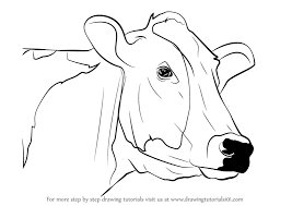 Draw a crossed line at the center of your square. Learn How To Draw A Cow Face Animal Faces Step By Step Drawing Tutorials