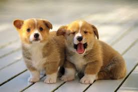 No matching breeders found in the state of virginia. Corgi Puppies For Sale Virginia Beach Va 223768
