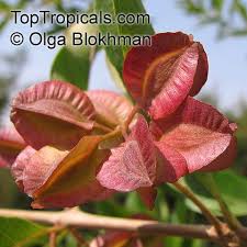 Image result for Combretum kraussii