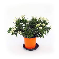 Siepe con fiori bianchi in giardino? Gelsomino Di Notte Vaso 14cm Gardenstuff