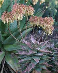 Image result for Asphodelaceae