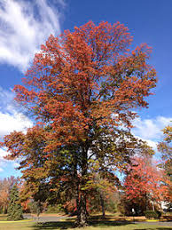 Take the trench to the necessary depth and there will be no growth in the tree or the root system until the spring, so the. Quercus Palustris Wikipedia
