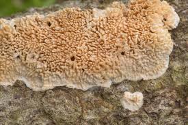 Image result for Polysphaeria dischistocalyx
