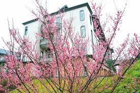 佛光大學櫻花海歷年最美 基宜花東 地方 聯合新聞網 plants real estate