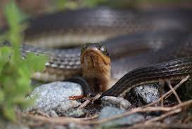 They are generally regarded as the most primitive snakes, having a pelvic girdle and vestiglial hind limbs. Adult Glossy Crayfish Snake Regina Rigida Found A Week After I Found My Lifer R Rigida Previous Post I Love Their Dopey Eyes Snakes