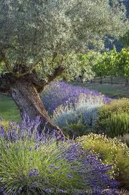 Hello Moment S Mediterraner Garten Garten Gartendesign Ideen