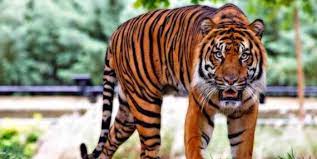 Maybe you would like to learn more about one of these? 10 Arti Mimpi Melihat Harimau Menurut Psikolog Primbon Siopung