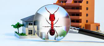 Your building inspectors made the process of getting a pest and building inspection very easy. Termite Inspections In Morayfield Caboolture Beachmere Toorbul Donnybrook Bribie Island Sandstone Point Moreton Bay Building And Pest Inspections