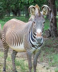 Image result for Vepris gerrardii