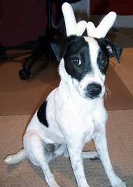 Full Grown Jack Russell Terrier Black And Brown Lola The Jack Russell Terrier Jack Russell Terrier Puppies Jack Russell Dogs Jack Russell
