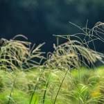 Image result for Digitaria eriantha