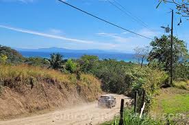 Image result for Nicolasia costata