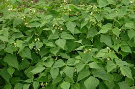 Image result for Phaseolus vulgaris