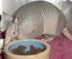 We did not find results for: Armadillo Operation Wildlife