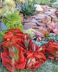 Succulents Provide Great Opportunity To Showcase Foliage Color Kalanchoe Aeonium Echeve Succulent Landscape Design Succulent Landscaping Planting Succulents