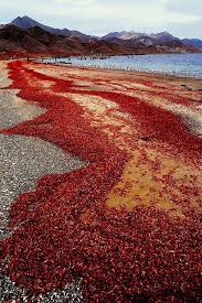 The territory of christmas island is a small territory of australia located in the indian ocean, 1645 miles (2650 km). 20 Fascinating Pics Of Our Fascinating World Island Christmas Island Nature