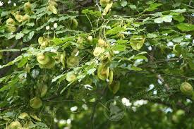 Image result for Pterocarpus indicus