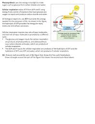 Atp generated during respiration isused in photosynthesis in dark reaction (calvin cycle) in the conversion of ribulose 5 phosphate to ribulose atp is used to supply the dark reactions with the ability to carry out the process of creating energy molecules. Is Gluecose A Product Of Photosynthesis Is Used To Generate Atp Quizlet Photosynthesis Flashcards Coursenotes Sunlight Cannot Be Used Directly By Plant To Make Glucose Mirna Glaude