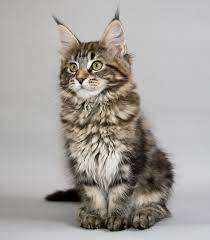 Pin On A Feline Point Of View
