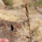 Image result for Loudetia simplex