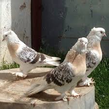 Pin By Elfride Wulff On Pigeons I Like Pigeon Pictures Cute Pigeon Beautiful Birds