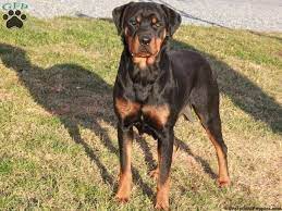 A german shepherd puppy should be adventurous, bold, and open to meeting you and making contact. German Shepherd Rottweiler Mix Puppies Near Me Pets Lovers