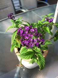 Maybe you would like to learn more about one of these? Pin On Flower Fantasy