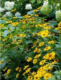 0 more photos view gallery. Happy Hellebores And Heliopsis Tuscan Sun Perennially Yours