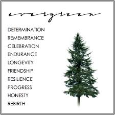 Evergreen Tree Symbolism Evergreen Tree Tattoo Tree Tattoo Meaning Pine Tree Tattoo