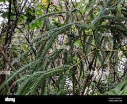 Image result for Sticherus flagellaris