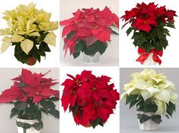 Source high quality products in hundreds of categories wholesale direct from china. New Poinsettia Series Meets All The Demands For Heat Tolerance