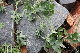 Image result for Cucumis prophetarum