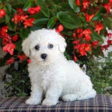 Black Bichon Frise Puppy Bichon Frise Puppies For Sale Greenfield Puppies Bichon Frise Puppy Bichon Frise Dogs Bichon Frise
