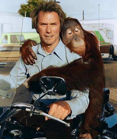 Clint Eastwood and Clyde in Every Which Way but Loose 1978. #clinteastwood  #legend