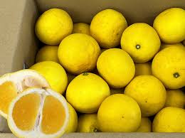 静岡山梨うまちょく便