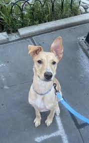 Name for the doofus? : r/NameMyDog