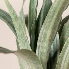 Image result for Sansevieria metallica