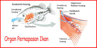 Kunci Jawaban Buku Tema 2 Kelas 5 Subtema 1 Pembelajaran 1 - Contoh RPP SD  dan Soal SD