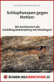 Schlupfwespen Gegen Motten Wie Funktioniert Die Schadlingsbekampfung Mit Nutzlingen Motten Schadlinge Schlupfwespen Schadlingsbekampfung Lebensmittelmotten