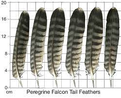 Fish and wildlife service forensics laboratory, the only lab in the world devoted to crimes against wildlife. Peregrine Falcon Wildlife Science Center