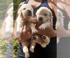 Dogs are den animals and they naturally like to be in sheltered spaces. View Ad Golden Retriever Litter Of Puppies For Sale Near Massachusetts Salem Usa Adn 212234