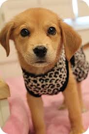 Le golden retriever est l'une des races les plus populaires au monde tant il respire une attitude joviale et amicale. Greenville Va Golden Retriever Meet Bindi A Pet For Adoption