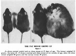 He was voiced by slim pickens. From The Original Description Of The Ob Ob Mouse Line The Obese Download Scientific Diagram