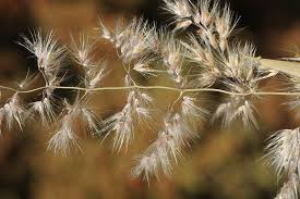 Image result for Tricholaena