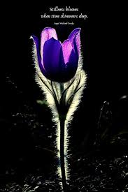 Time For Stillness Flower Quotes Beautiful Flower Quotes Purple Thoughts